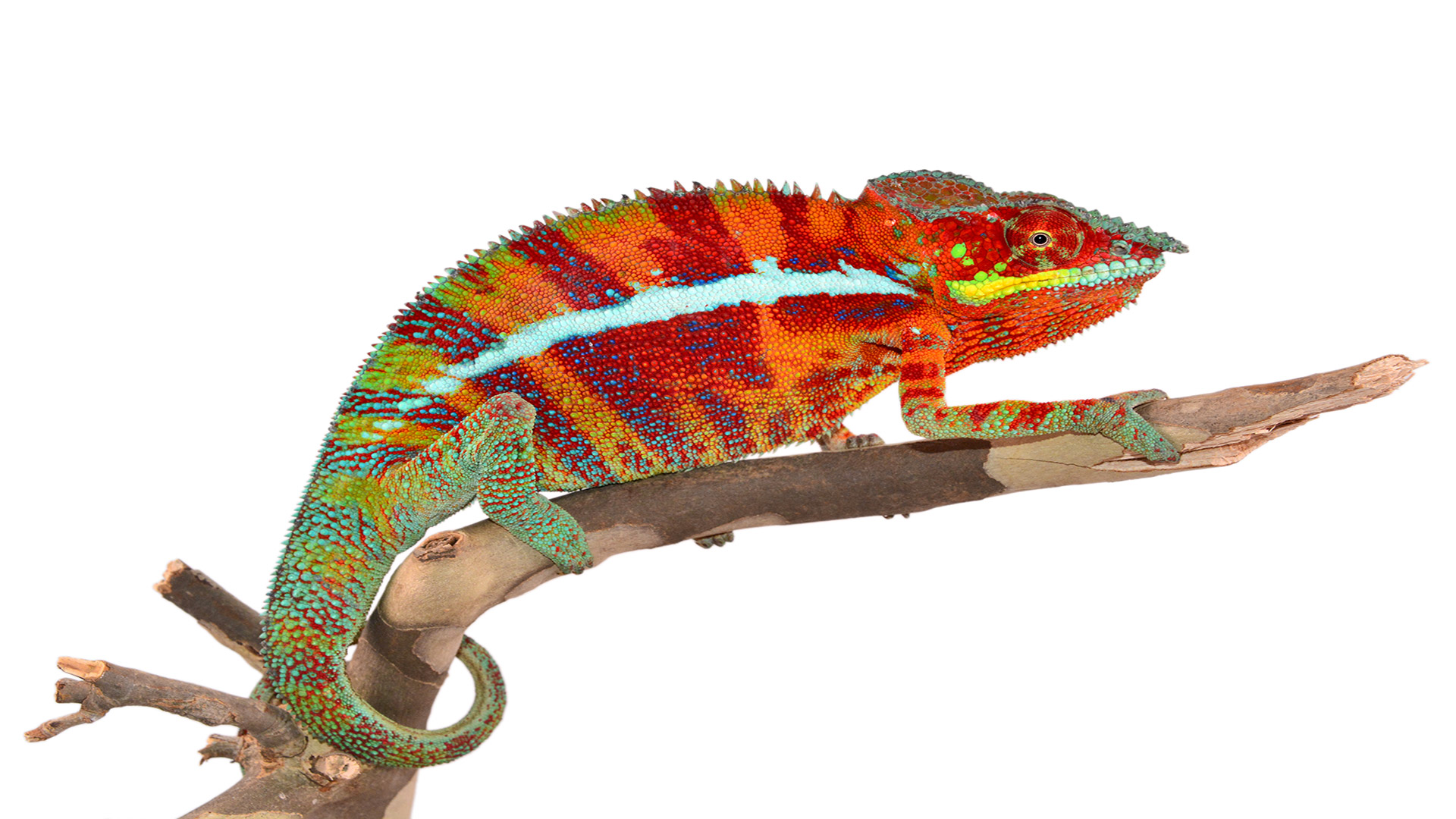 kameleon