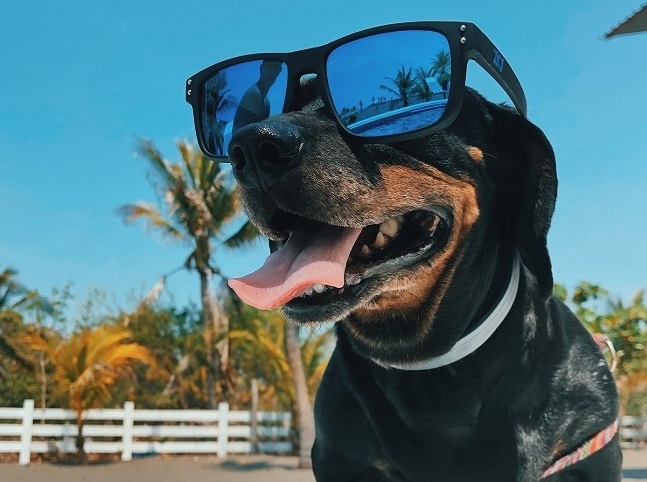 virtual-reality-spreekangst-Instagram-LinkedIn-Delft-Rotterdam-Mijnsheerenland-hond-met-VRbril