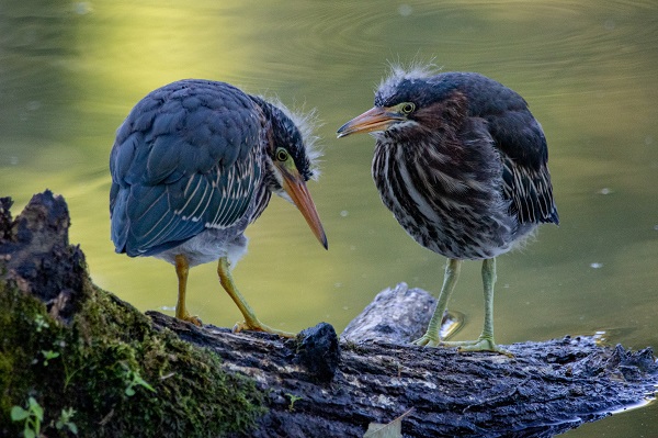 grenzen-aangeven-als-ondernemer-Instagram-LinkedIn-Delft-Rotterdam-Mijnsheerenland-vogels