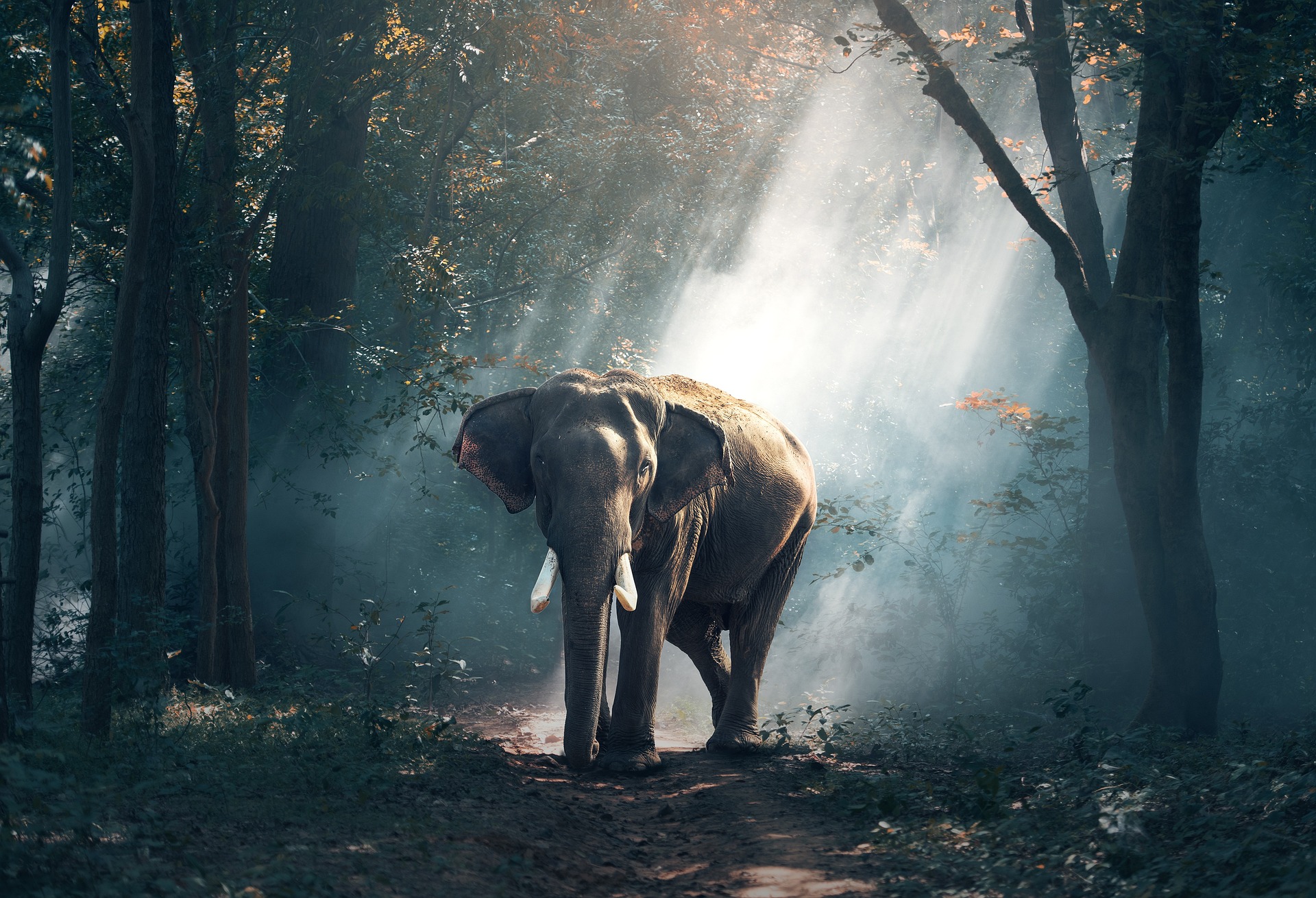 Paniekaanval-Instagram-LinkedIn-Delft-Rotterdam-Mijnsheerenland-management-ondernemer-olifant